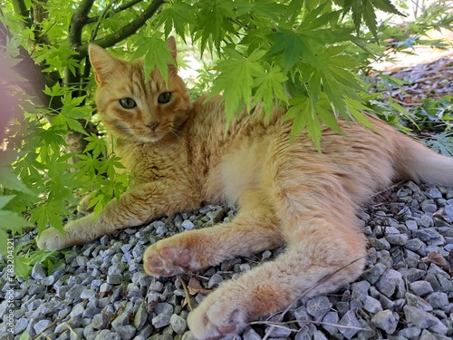 cat on the tree