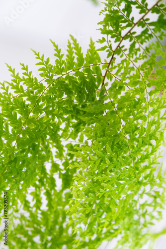 Close-up Fluffy fern leaf in a white loft-style interior. Nephrolepis Marisa is a varietal ornamental fern photo