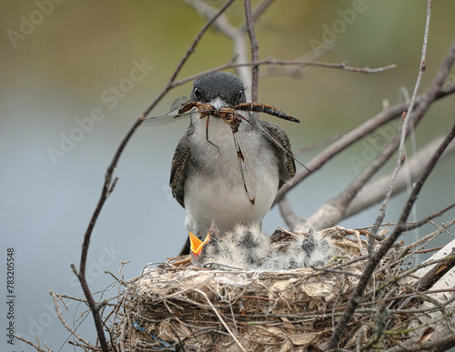 Eastern Kingbird on its nest