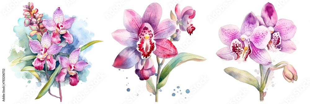 Set of watercolor cute wild orchid, isolated on transparent background