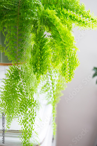 Fluffy fern in a white loft-style interior. Nephrolepis Marisa is a varietal ornamental fern photo