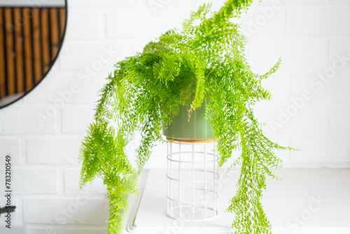 Fluffy fern in a white loft-style interior. Nephrolepis Marisa is a varietal ornamental fern photo