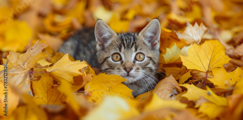Cute kitten peeking through a pile of autumn leaves, vibrant fall colors around © Mr. Stocker