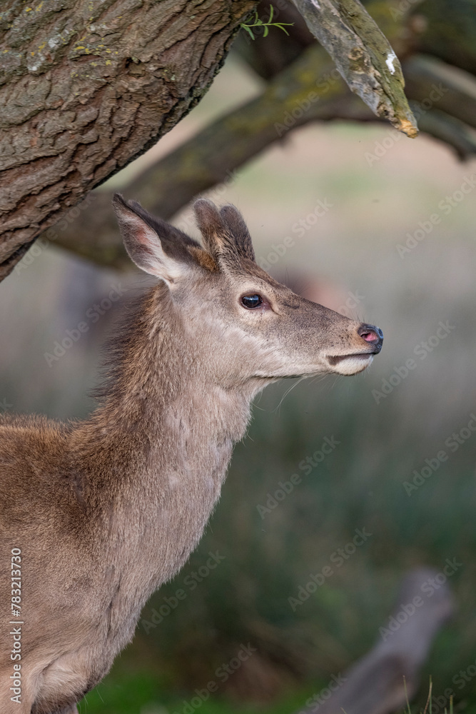 Young deer sheilding under a tree Young deer sheilding under a tree