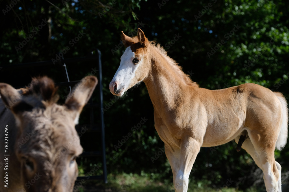 Paint horse colt foal on Texas farm with mini donkey closeup in foreground. Paint horse colt foal on Texas farm with mini donkey closeup in foreground.