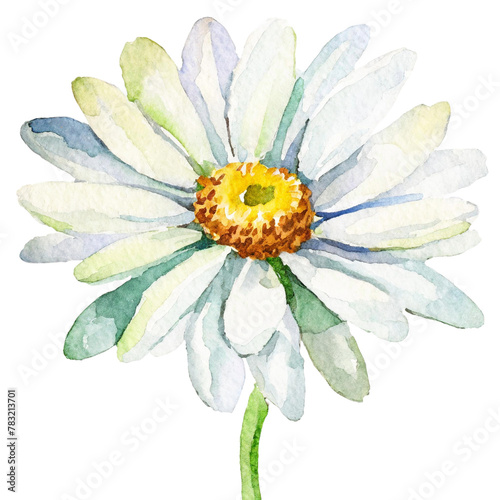 Bouquet of white watercolor daisies on a white background, Daisies PNG, PNG file
