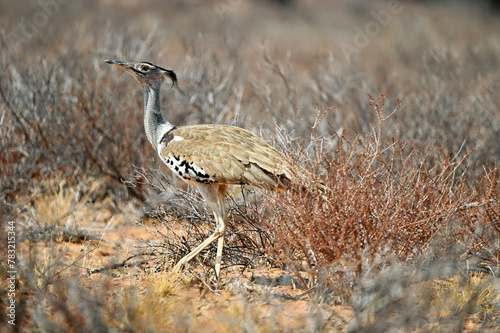 фотографія Cori Bustard in the vast desert of Kgalagadi