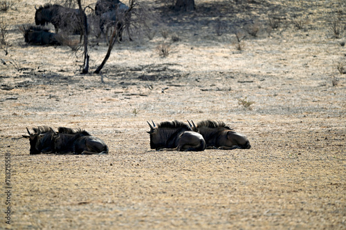Wildebeests huddle close to the bottom of the Nossob riverbed to protect themselves from the sandy winds photo