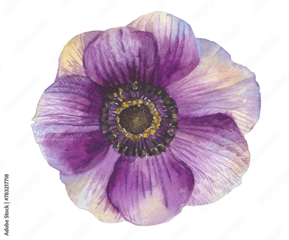 purple flower isolated on white background purple flower isolated on white background