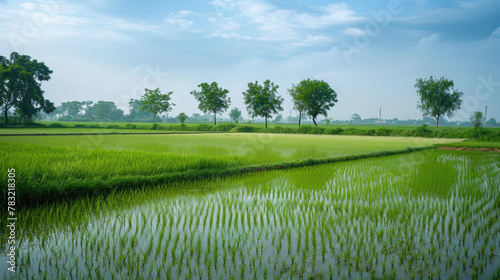 Paddy Field in Close Up and Long Shot