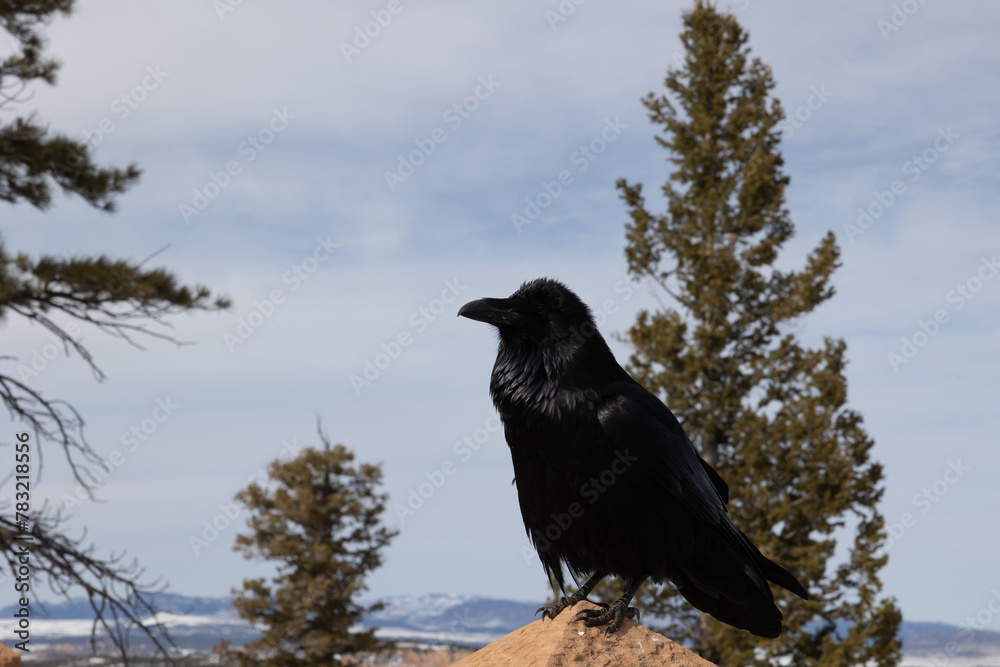 Fototapeta premium Common Raven that was posing up on a ledge for us at Bryce canyon