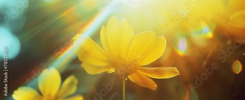 Yellow flower Basking in Intense Golden Sunlight banner © irissca