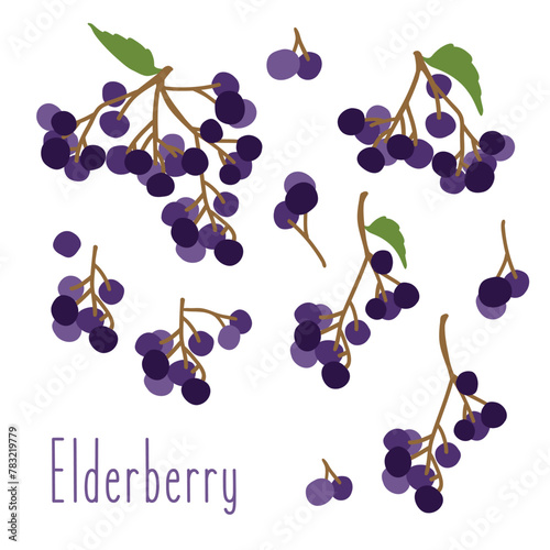 Collection of elderberry black. branch elderberry