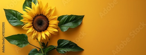 Sunflower on a yellow background with copy space. © Ekaterina Chemakina