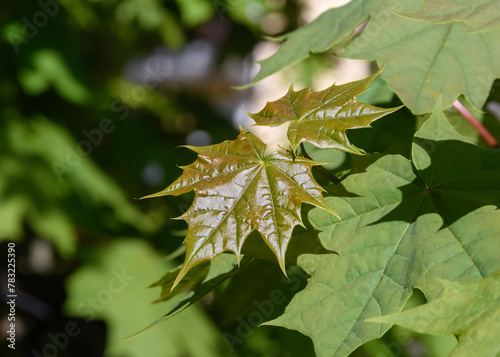 Spring fresh reddish maple leaves close-up in direct sunlight. The blurred background is park greenery with a rhythmic light-shadow pattern