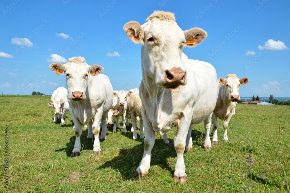 A herd of Charolais cow with a little calves, in a green pasture in the countryside.