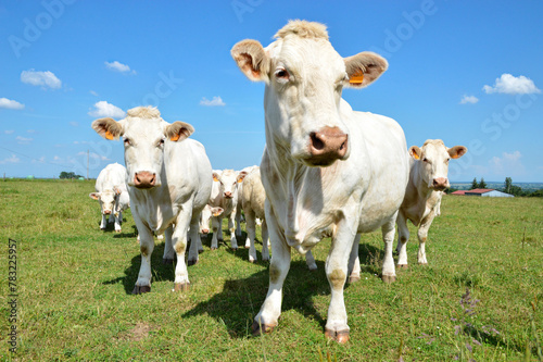 A herd of Charolais cow with a little calves  in a green pasture in the countryside.
