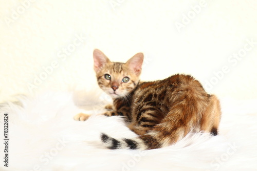 cat and mouse