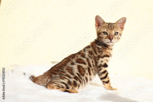 shorthair cat © Елена 