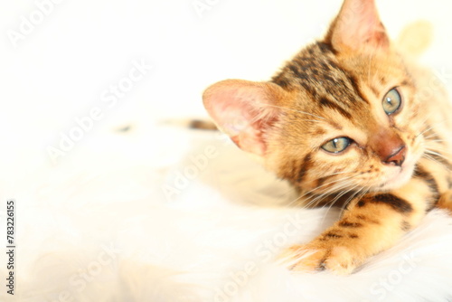 cat on a white background