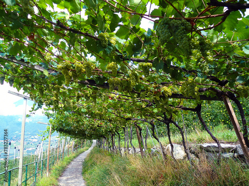 scenic path through vine plantations, a vineyard with ripe white grapes; alpine orchard; South Tyrol (Italy)