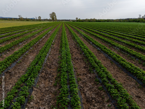 Strawberry field in spring near Weiterstadt