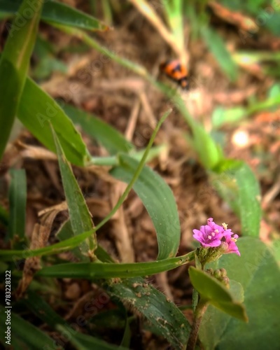 a purple flower is on the ground next to a purple flower.