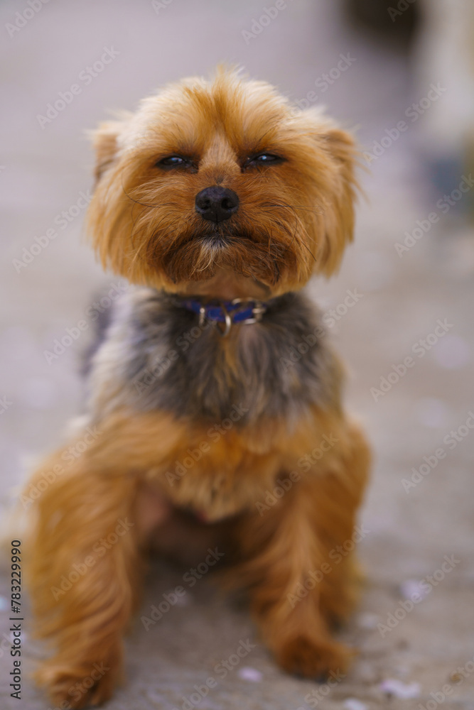 yorkshire terrier puppy on the floor yorkshire terrier puppy on the floor