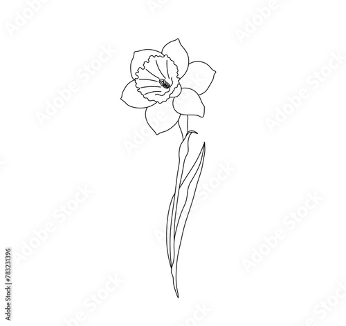 Vector isolated one single beautiful daffodil flower colorless black and white contour line easy drawing