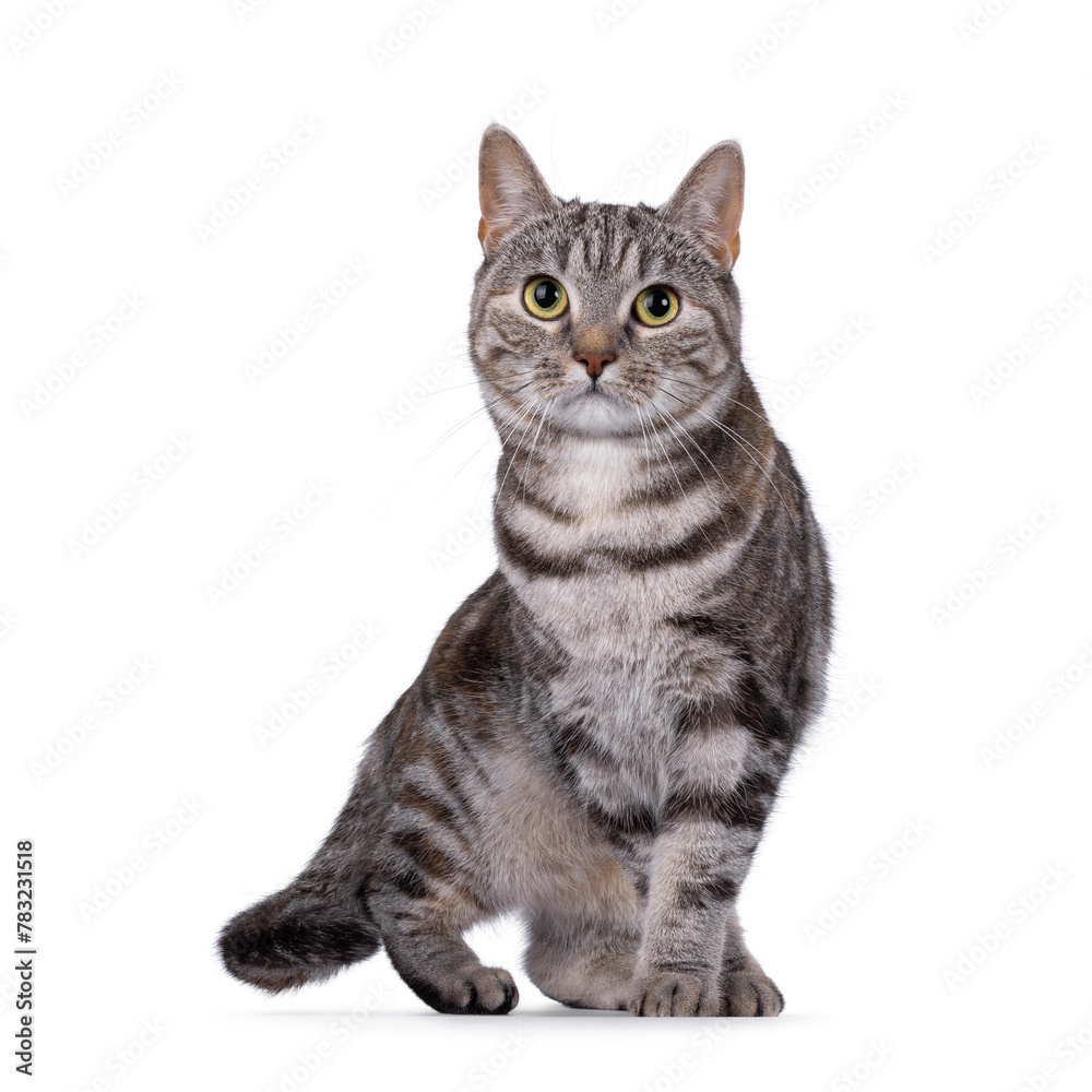Expressive adult tortie European Shorthair cat, lwalking or standing facing front. Looking straight into lens. isolated on a white background.
