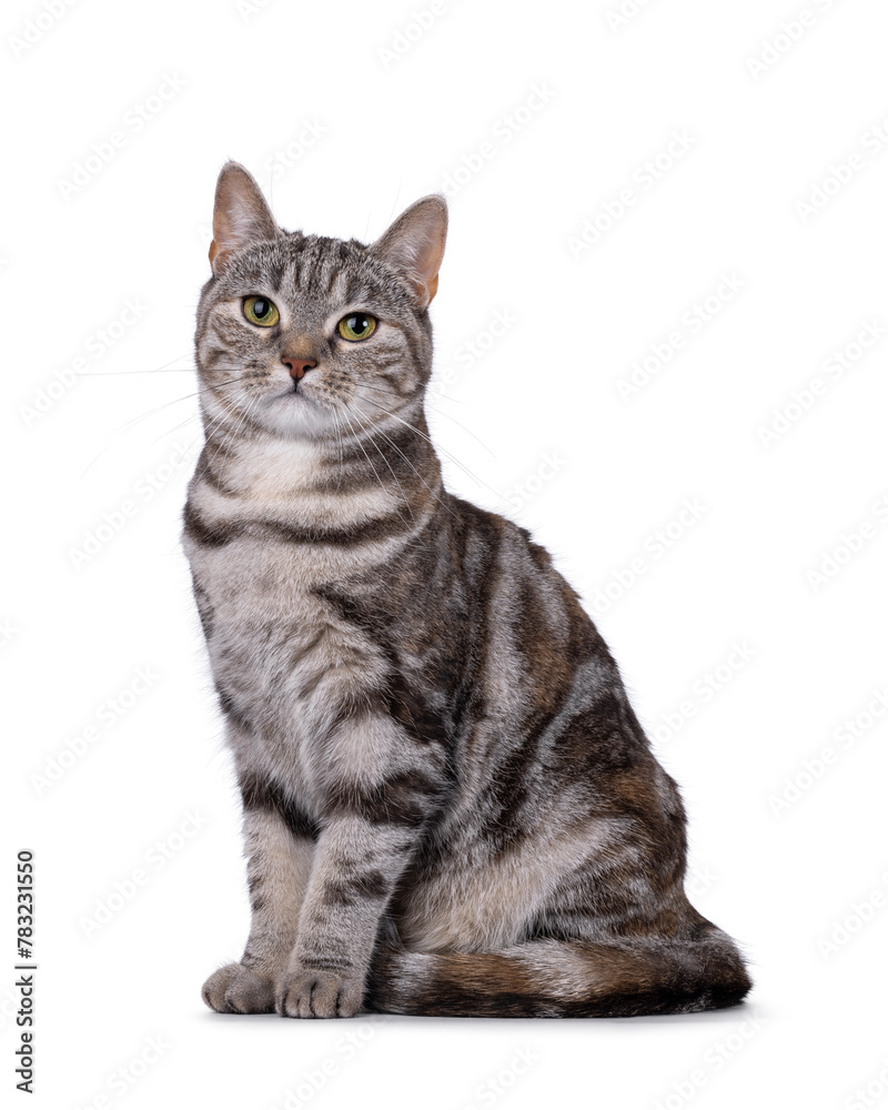 Expressive adult tortie European Shorthair cat, sitting up side ways. Looking straight into lens. isolated on a white background.