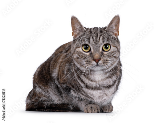 Expressive adult tortie European Shorthair cat, laying down facing front. Looking straight into lens. isolated on a white background.