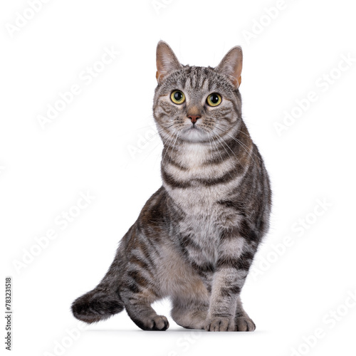 Expressive adult tortie European Shorthair cat, lwalking or standing facing front. Looking straight into lens. isolated on a white background. photo