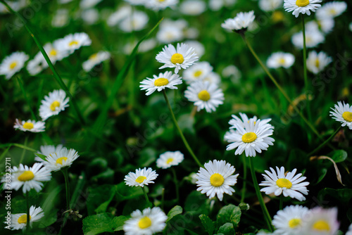 Wild Bellis perennis flowers  white blossoms with yellow center in the green grass backgrounds. Common daisies  Lawn daisy or English daisy blooming in the meadow. Asteraceae family.