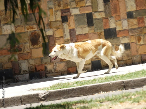 Perro caminando © CarlosEduardo