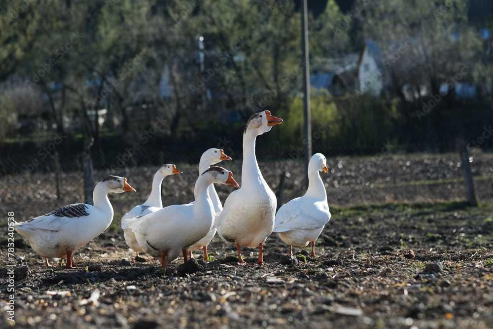 White geese on a gray background, low viewing angle. Goose cottage industry breeding. White geese on a gray background, low viewing angle. Goose cottage industry breeding.