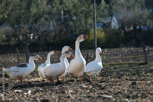 White geese on a gray background, low viewing angle. Goose cottage industry breeding. 