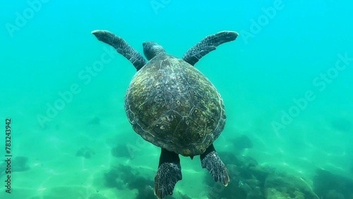 Turtle in arraial do cabo  photo