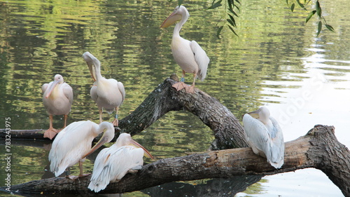 Dalmatian pelicans group in the lake