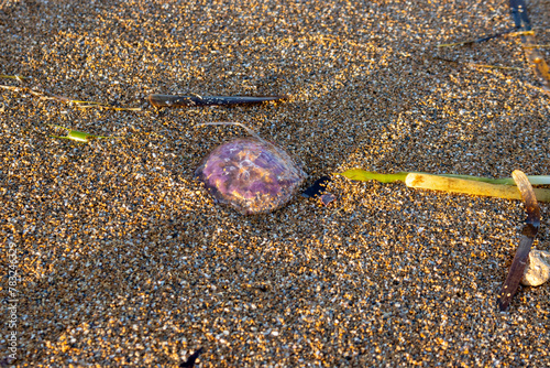 Fototapeta Naklejka Na Ścianę i Meble -  Purple medusa on the beach, Marsala, Sicily, Italy