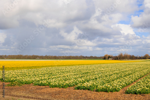 Bright yellow fields of daffodils in bloom near the Dutch city of Alkmaar in the Netherlands
