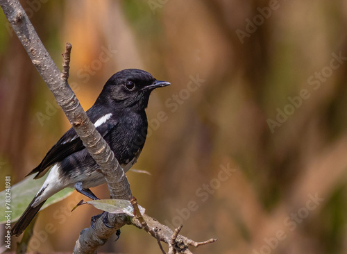 A bush Chat