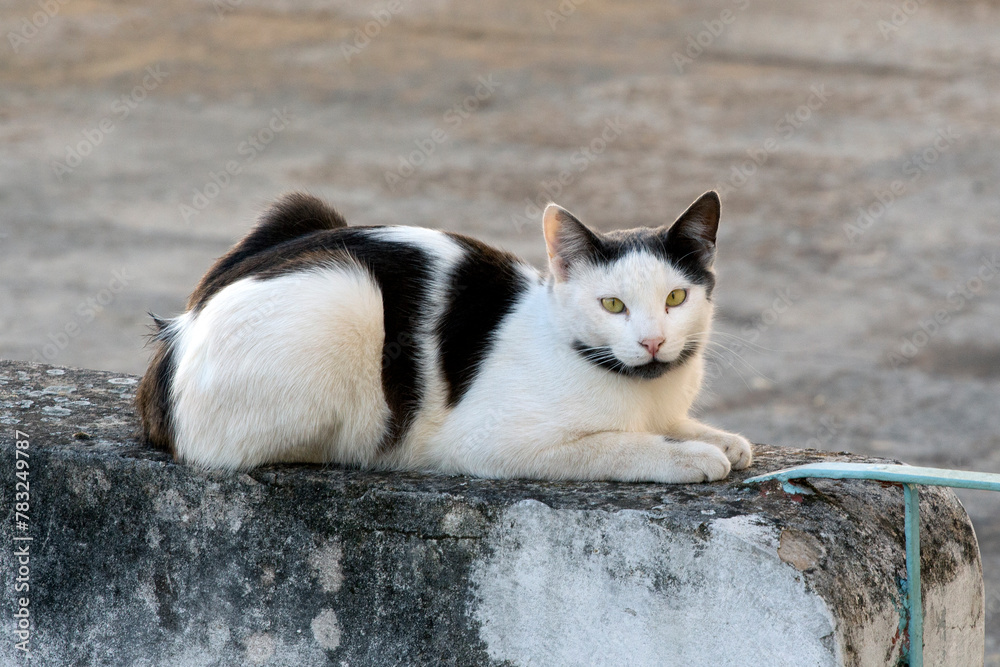Fototapeta premium black and white cat laying on a fence against gray background. selective focus