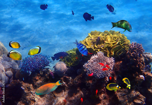 Tropical fish biodiversity in coral reef. Different species of colorful tropical fish swimming among coral reefs, blue sea background


