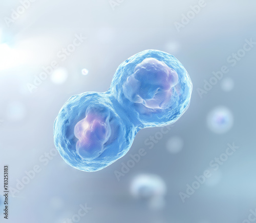 cellule d’embryon humain lors de la division cellulaire après fécondation