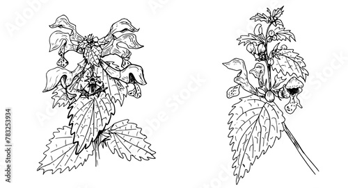 Set of elegant black and white linear illustrations of wild flowers Lamium maculatum, hand- drawn in the style of sketches, design elements and decor for wedding and greeting cards