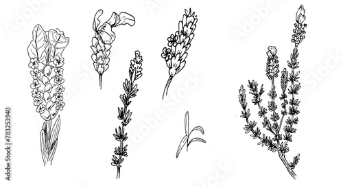 Set of elegant black and white linear illustrations of wild flowers Lavandula, hand- drawn in the style of sketches, design elements and decor for wedding and greeting cards