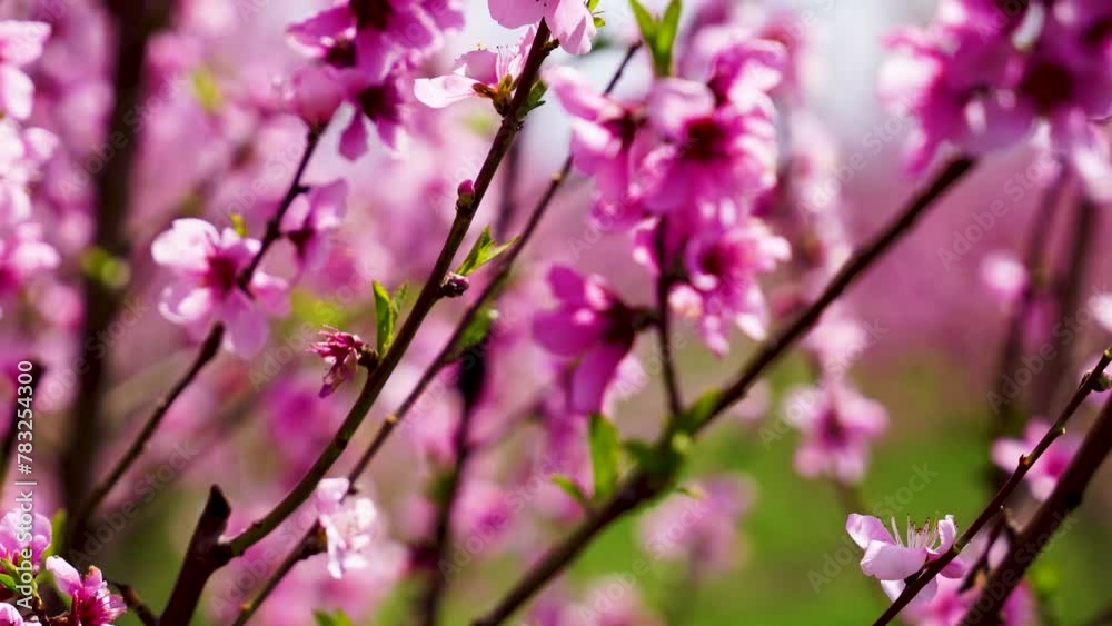 pink flowers in spring pink flowers in spring
