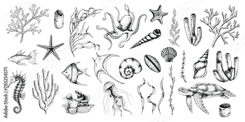 Sea Animals vector set with seaweeds, corals and seashells. Drawing of underwater life with seahorse and turtle in line art style. Engraving of octopus and jelly fish. Graphic etching of manta ray.