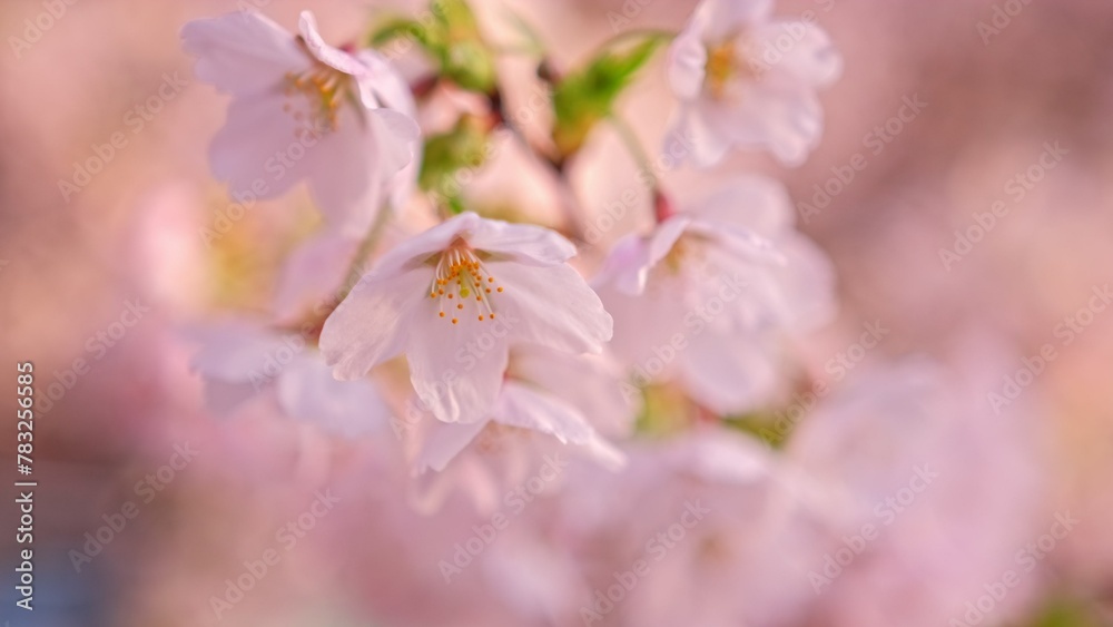 Beautiful Blossoming Flowers of Japanese Cherry Prunus Serrulata Decorative Garden Tree Beautiful Blossoming Flowers of Japanese Cherry Prunus Serrulata Decorative Garden Tree